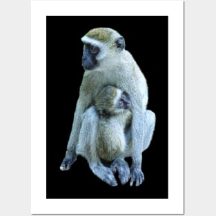 Vervet Monkey Mama with Baby in Kenya / Africa Posters and Art